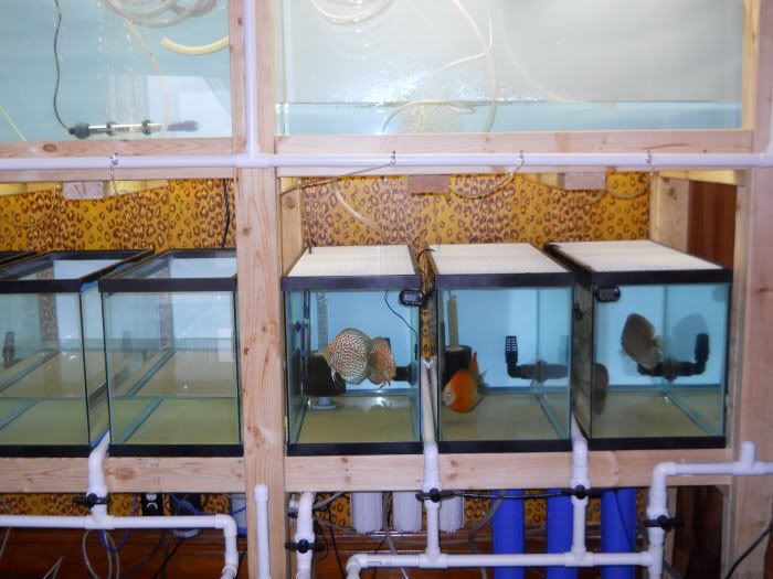 Minnesota Fish Keepers Forum • View topic Discus breeding room almost